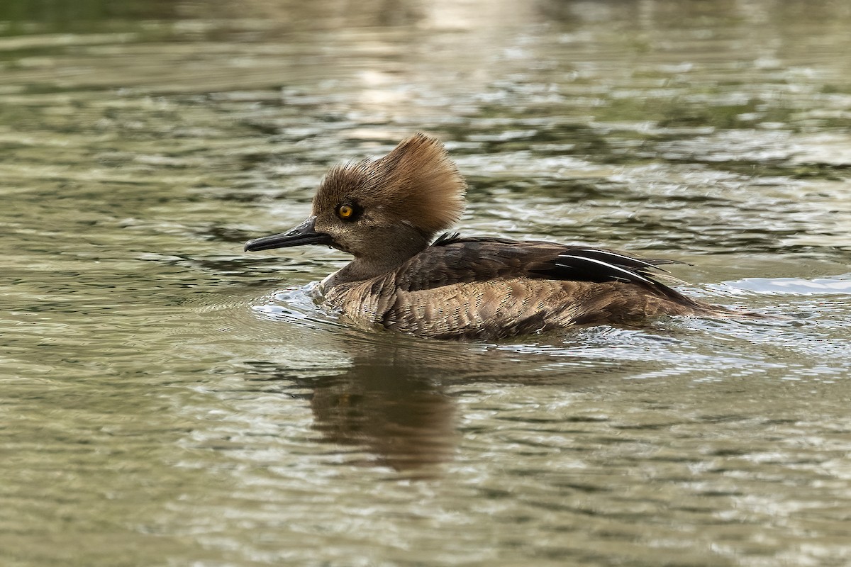 Hooded Merganser - ML632782349