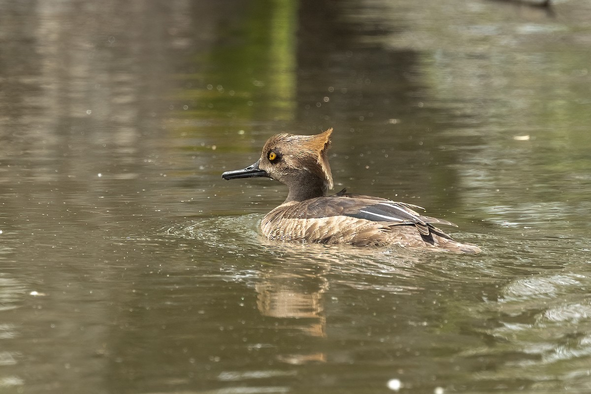 Hooded Merganser - ML632782350