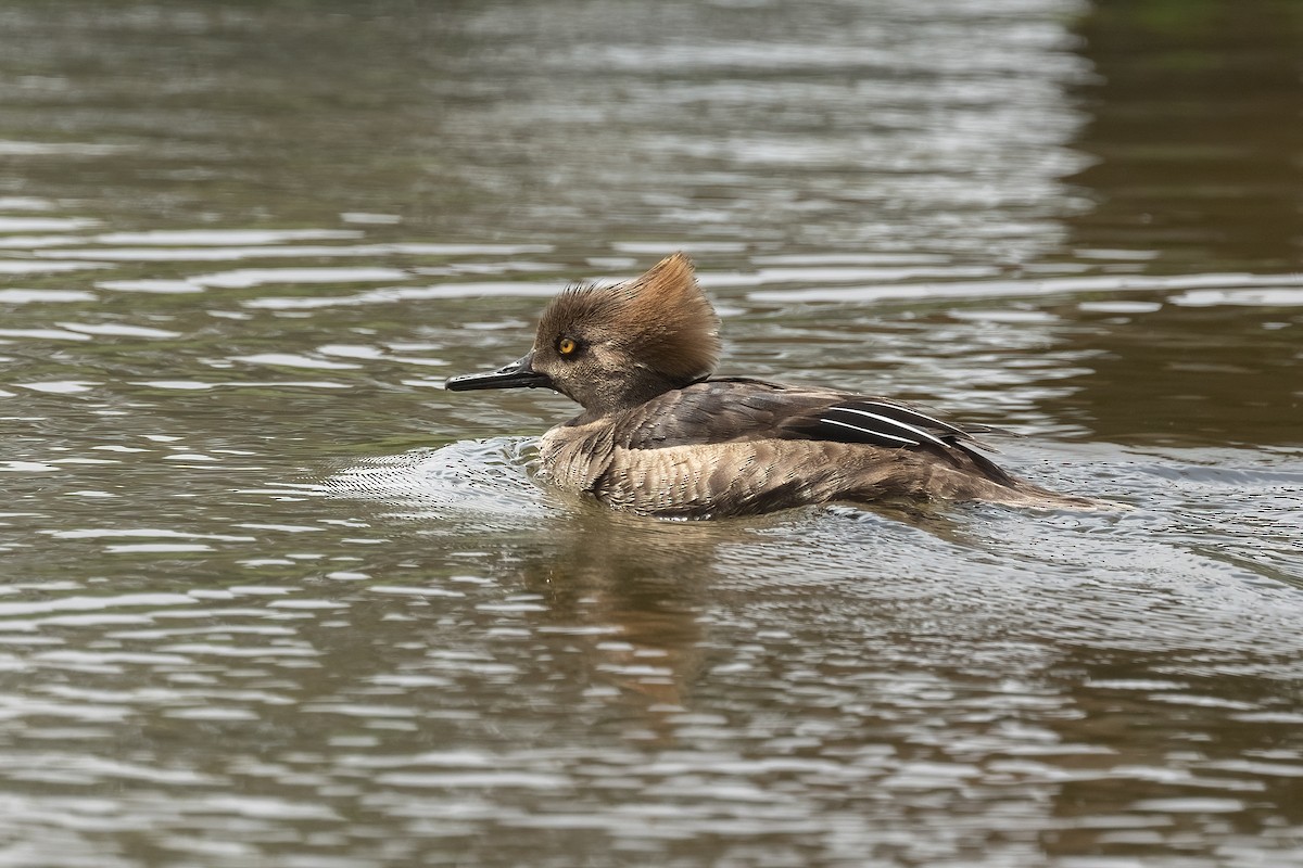 Hooded Merganser - ML632782351