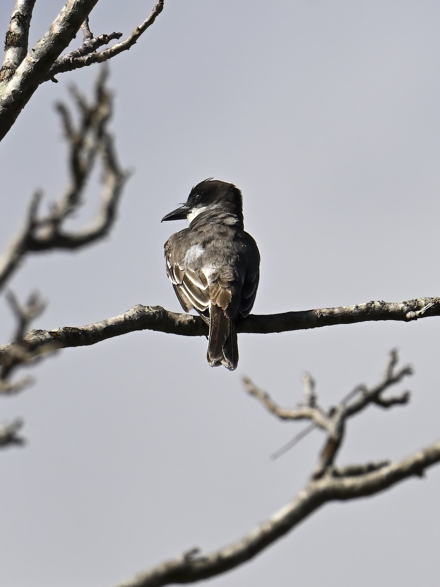 Giant Kingbird - ML632782472