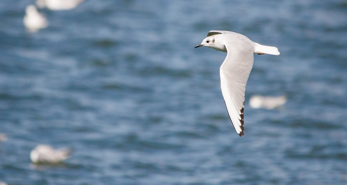 Bonaparte's Gull - ML632782746