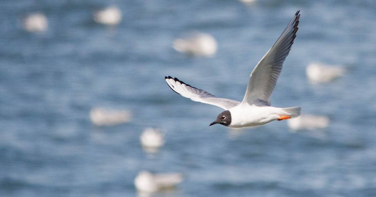 Bonaparte's Gull - ML632782747