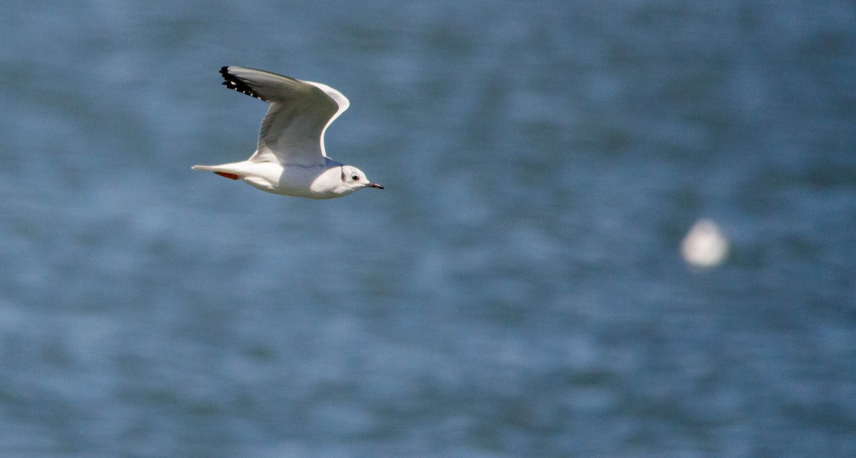 Bonaparte's Gull - ML632782748