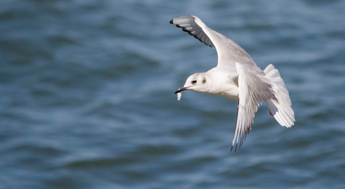 Bonaparte's Gull - ML632782749