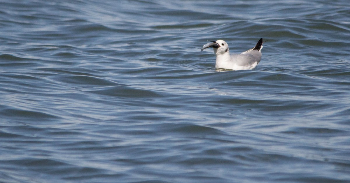 Bonaparte's Gull - ML632782750