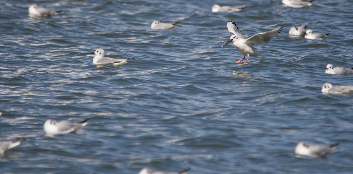 Bonaparte's Gull - ML632782751