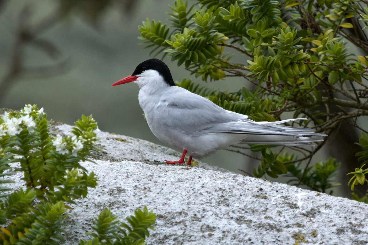 Antarctic Tern - ML632783055