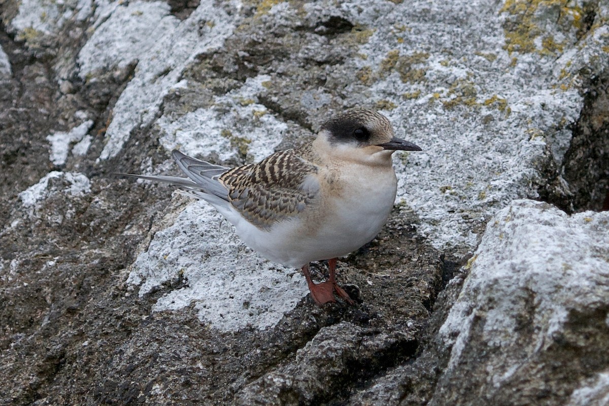 Antarctic Tern - ML632783056
