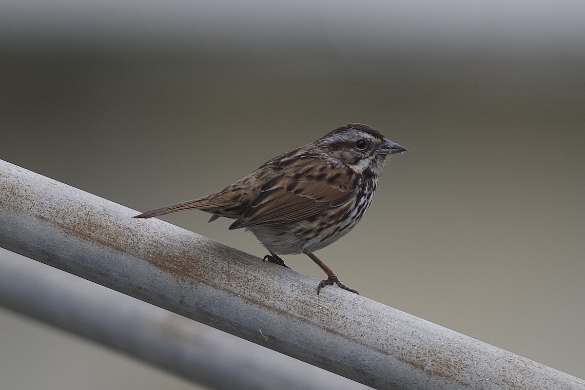 Song Sparrow - ML632783094