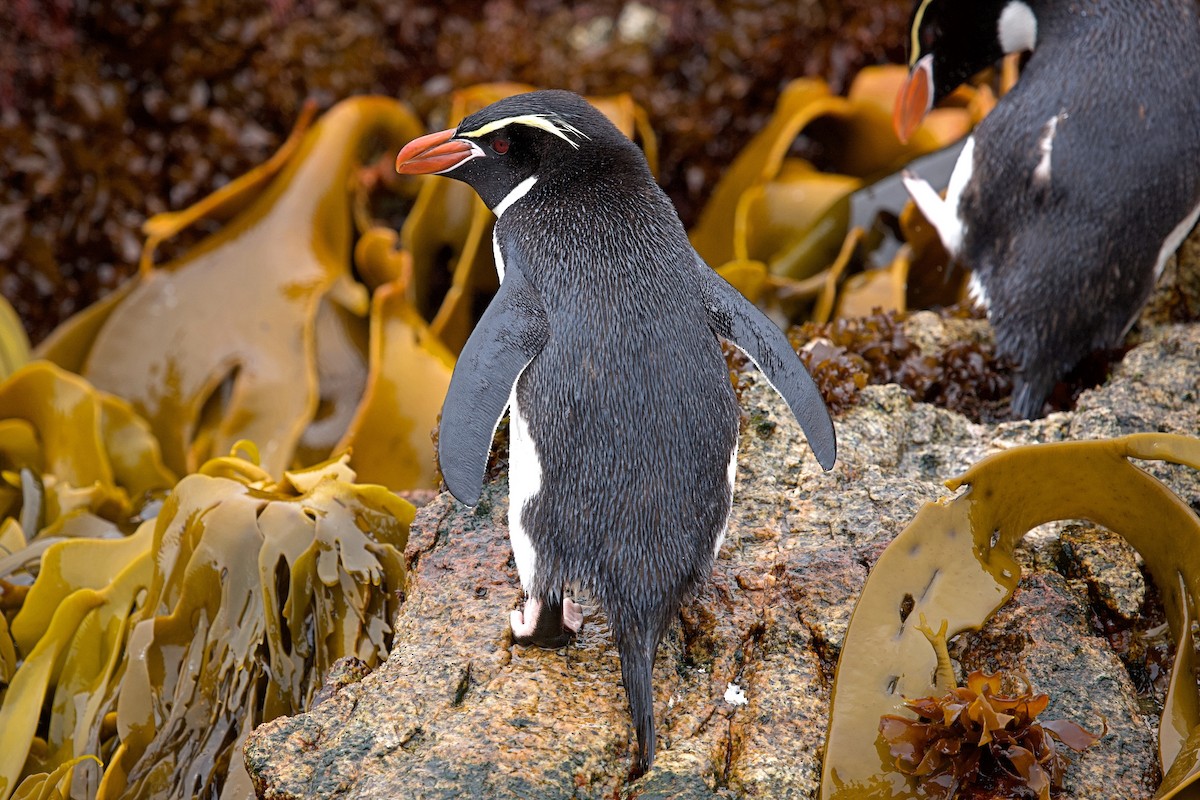 Snares Penguin - ML632783200