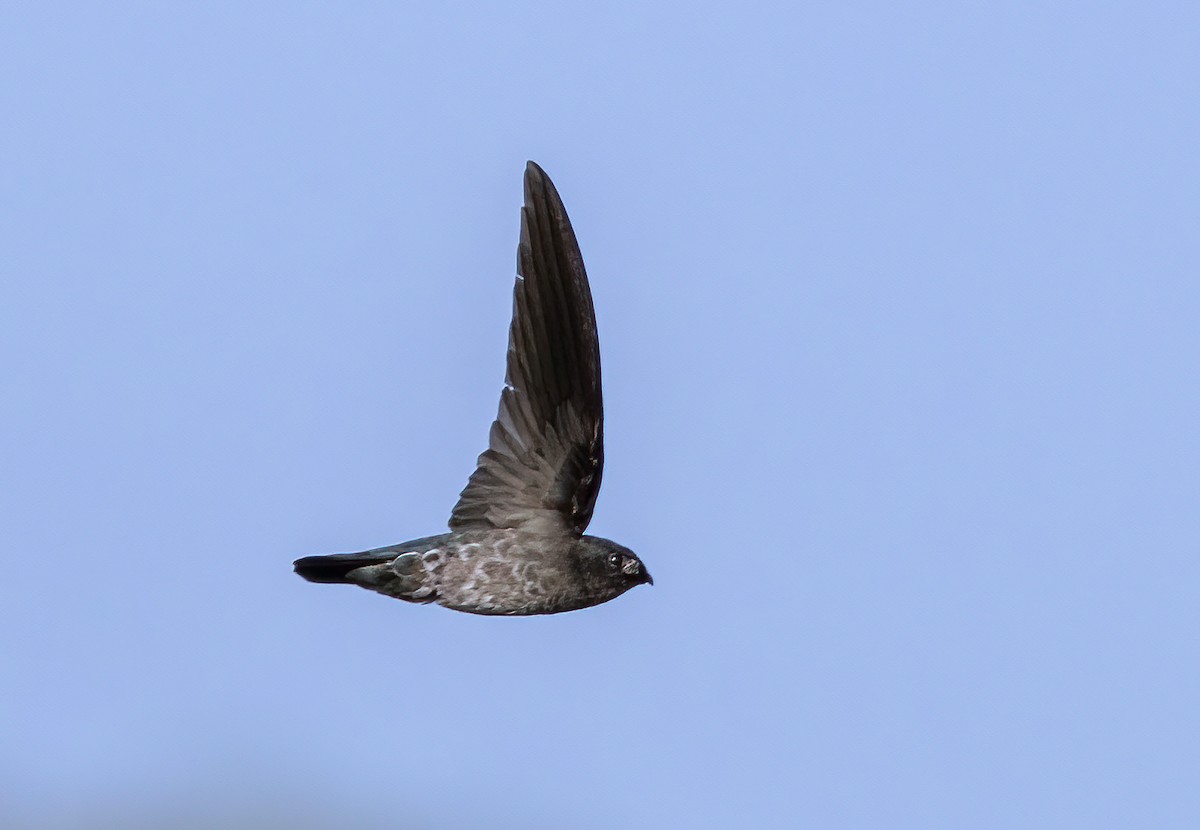 Plume-toed Swiftlet - ML632783244