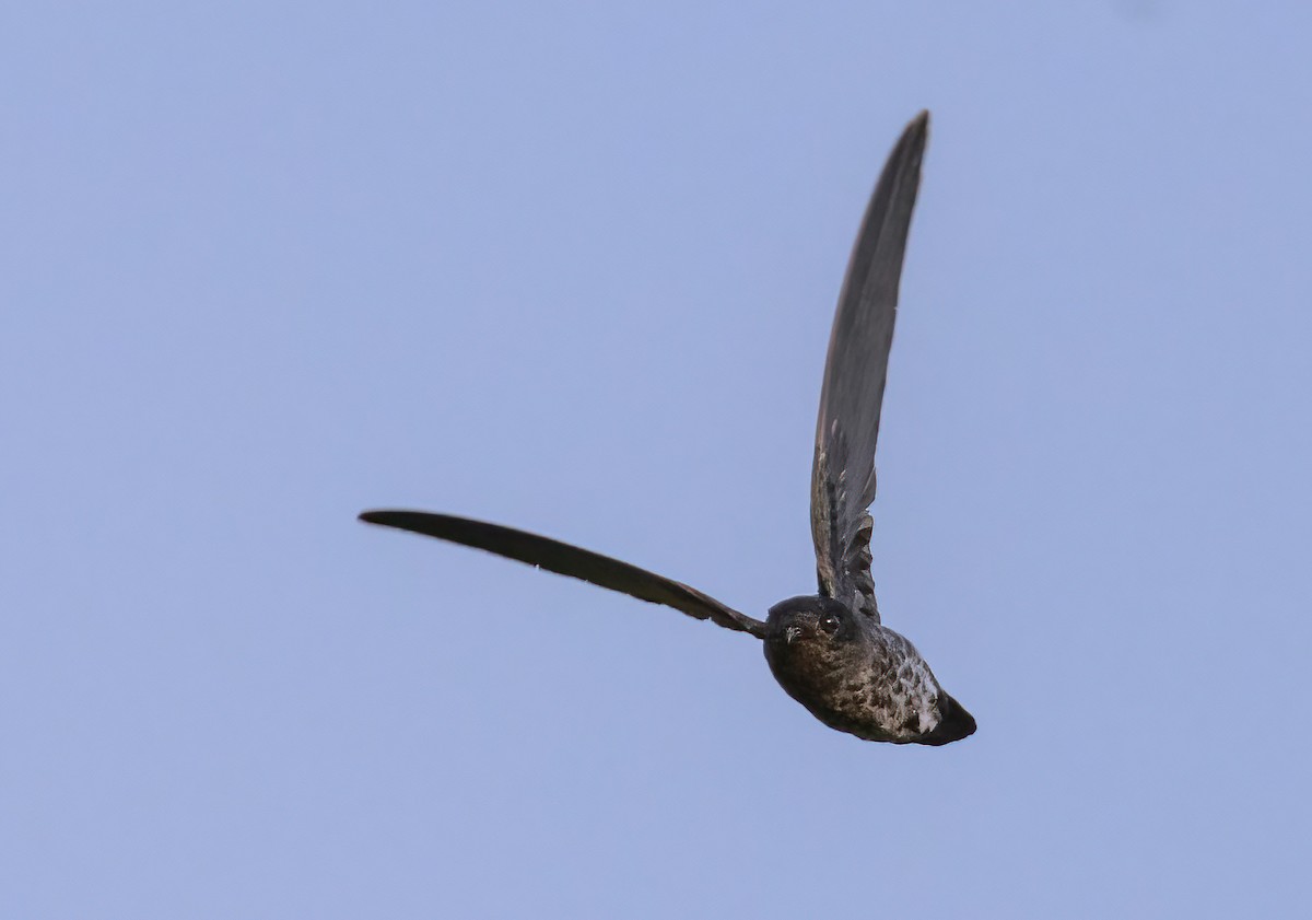 Plume-toed Swiftlet - ML632783245