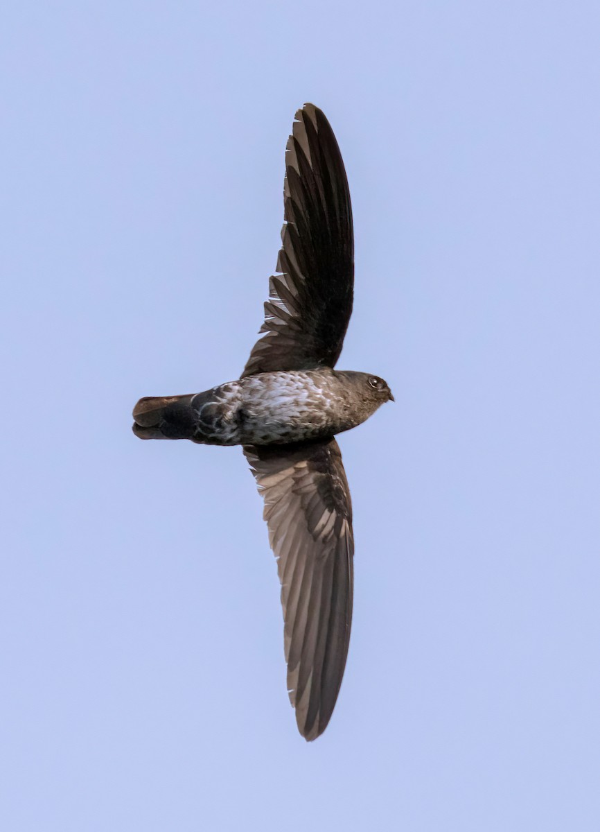 Plume-toed Swiftlet - ML632783246