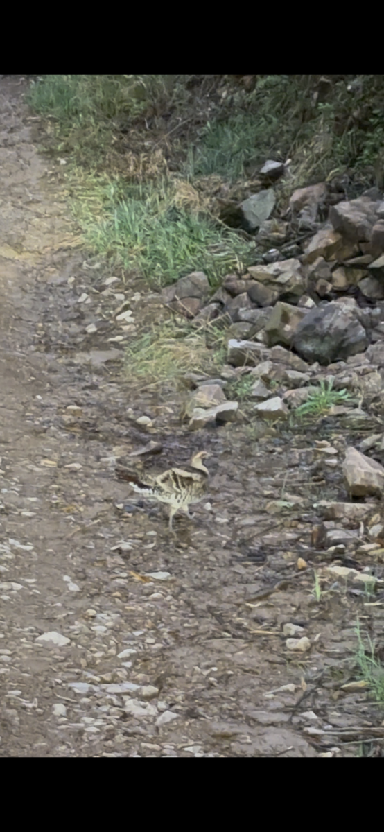 Elliot's Pheasant - ML632783314