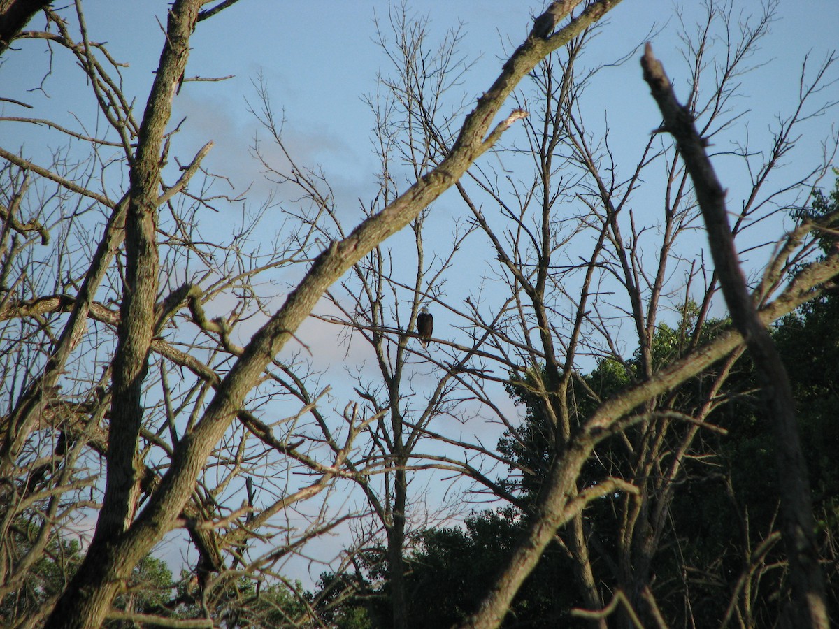 Bald Eagle - ML632783394