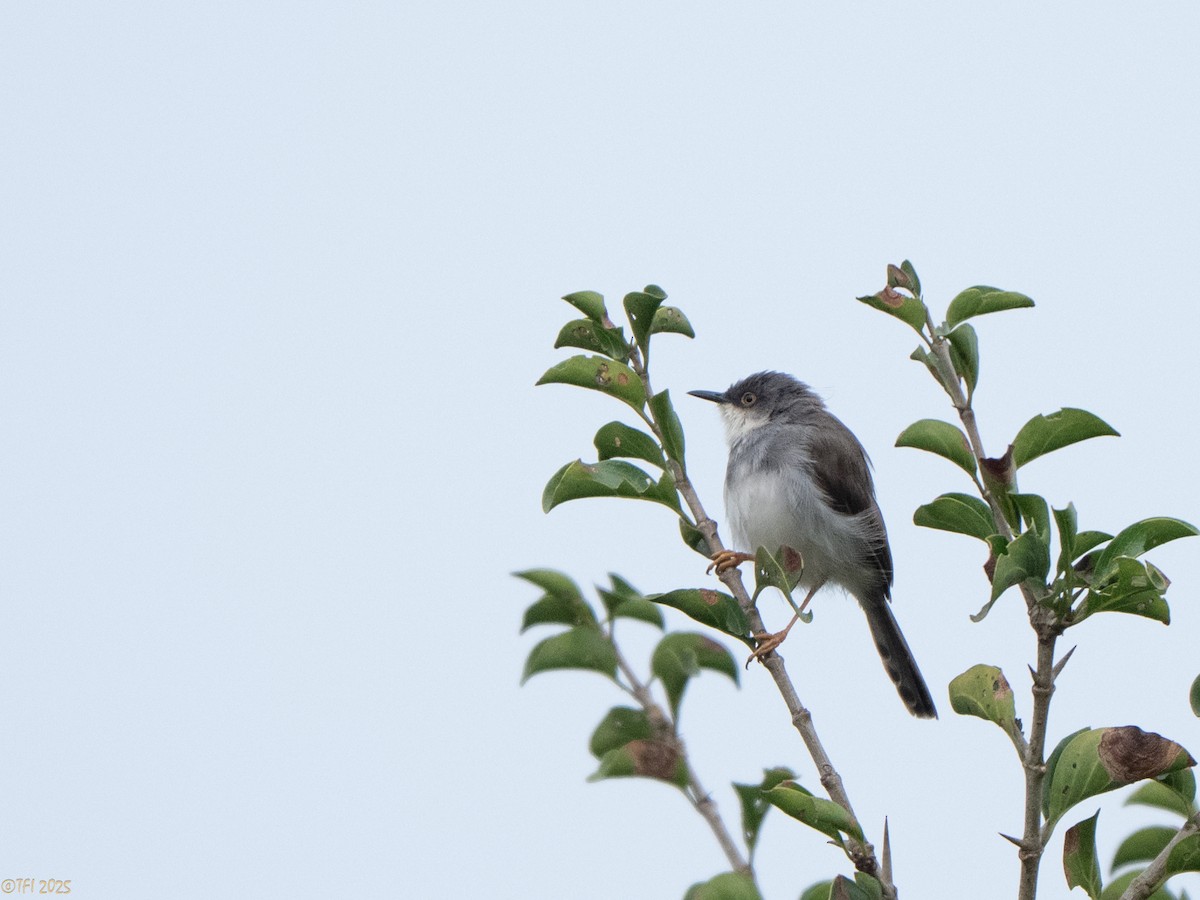 Gray-breasted Prinia - ML632783398