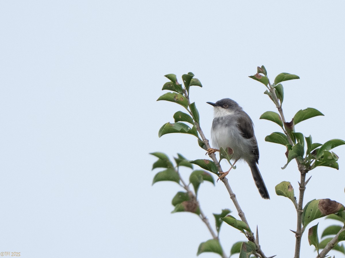 Gray-breasted Prinia - ML632783400