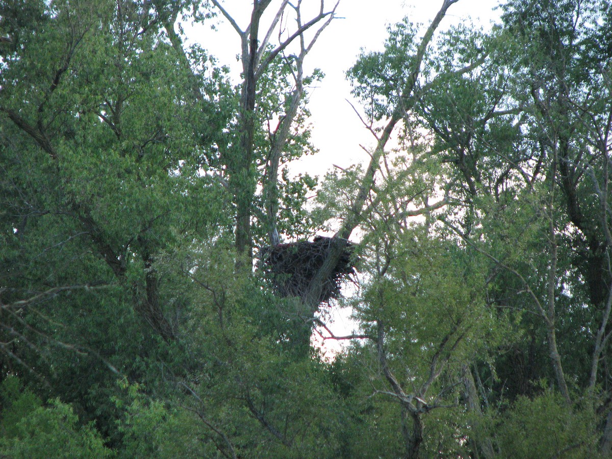 Bald Eagle - ML632783405