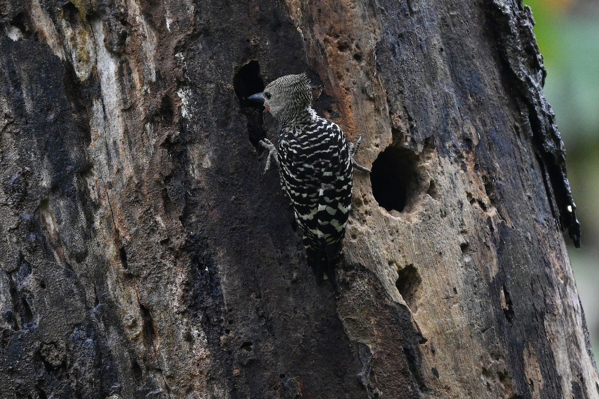 Zebra Woodpecker - ML632783461