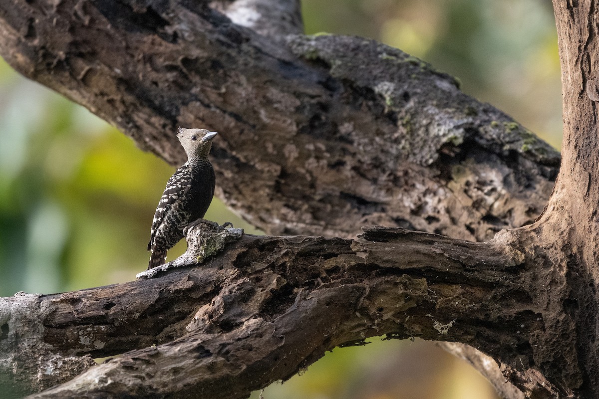 Zebra Woodpecker - ML632783462