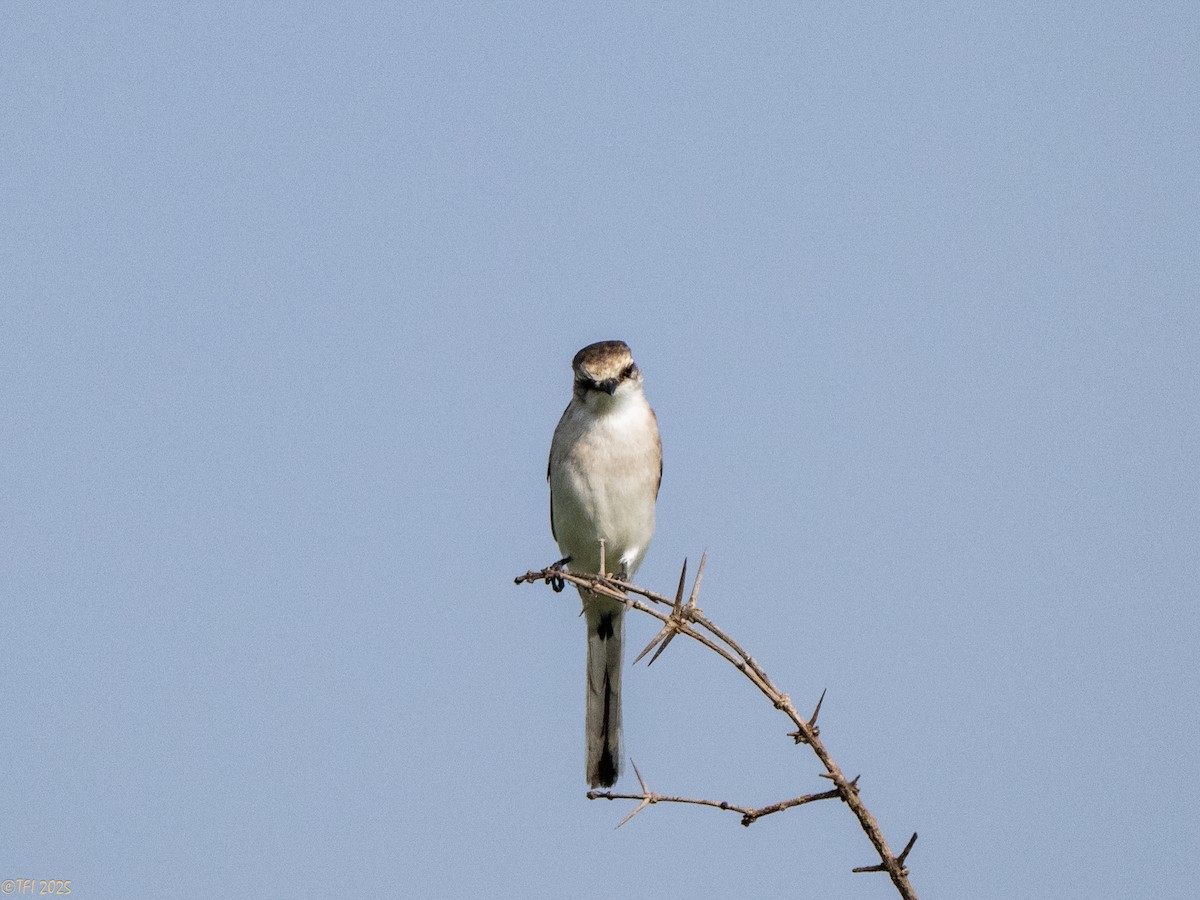 White-bellied Minivet - ML632783677