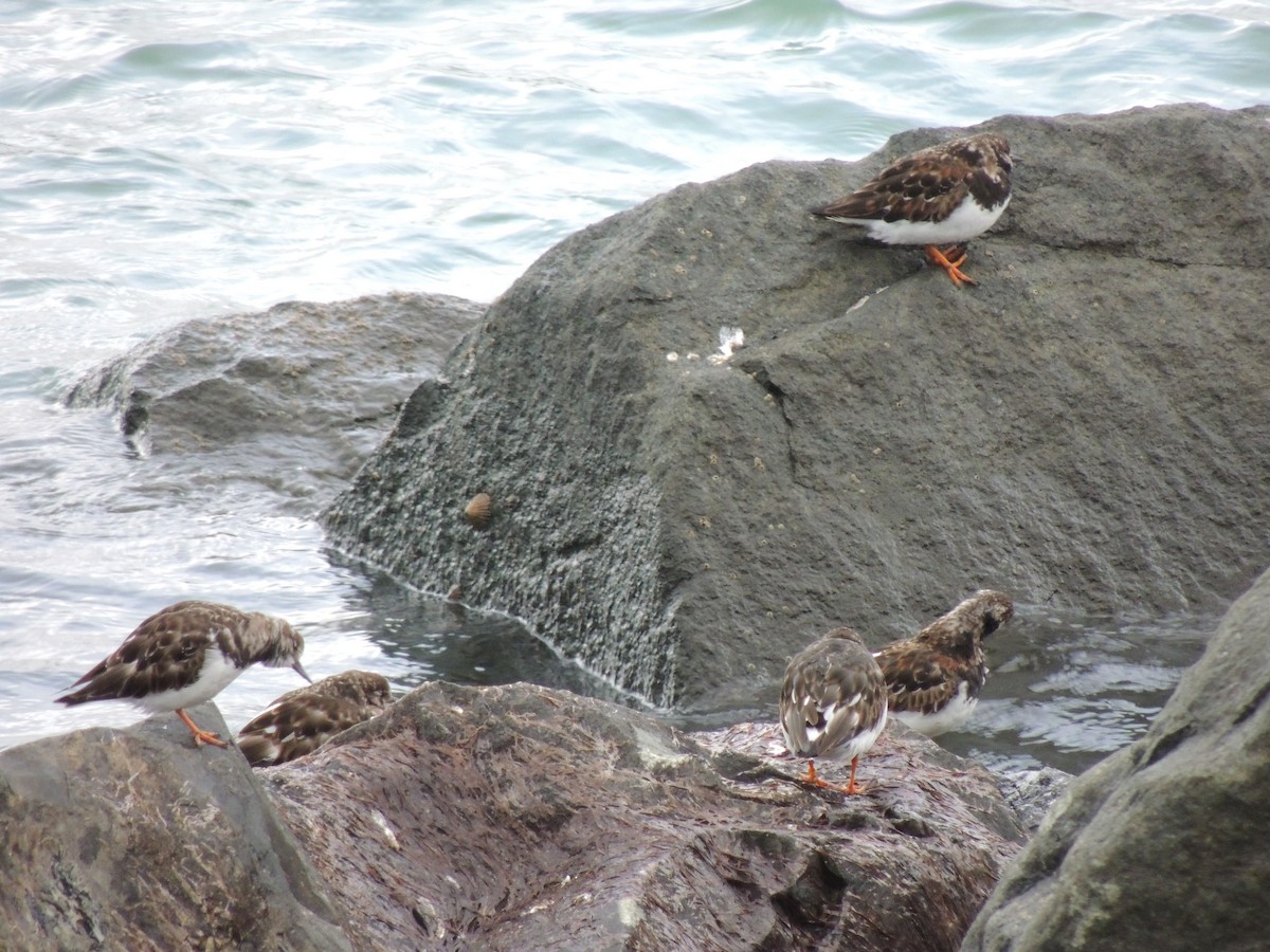 Ruddy Turnstone - ML632783679