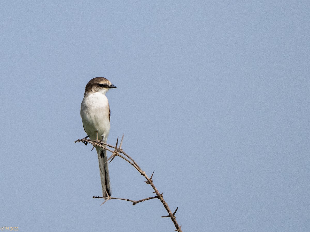 White-bellied Minivet - ML632783684