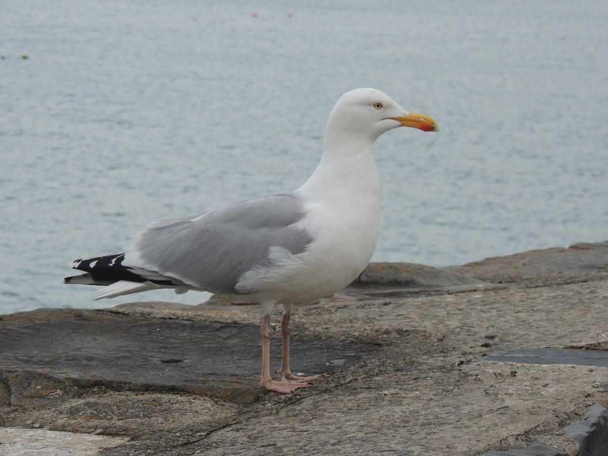 European Herring Gull - ML632783685