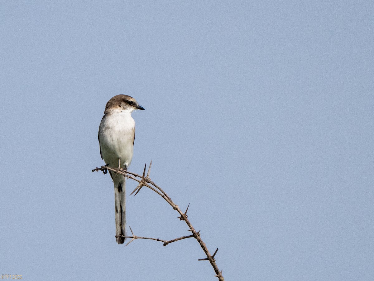 White-bellied Minivet - ML632783687