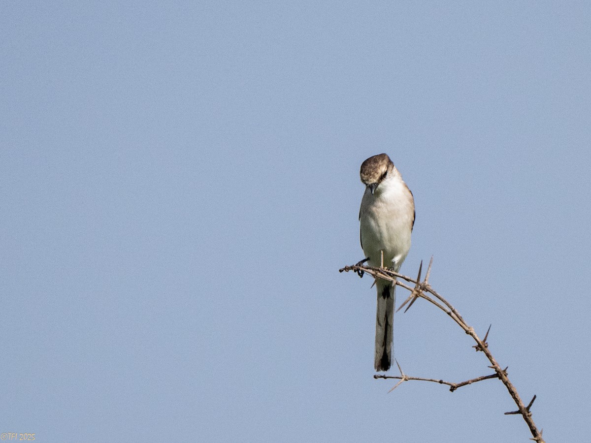 White-bellied Minivet - ML632783694