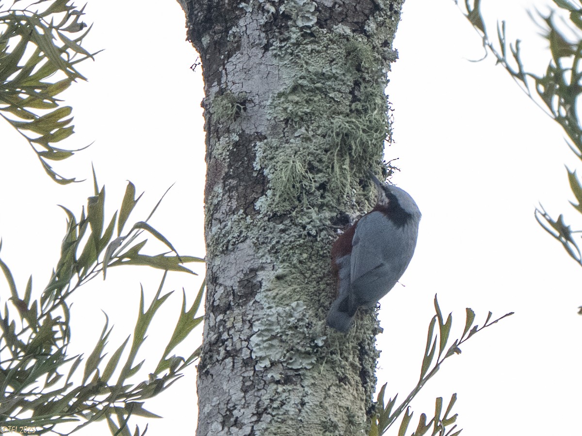 Indian Nuthatch - ML632783712