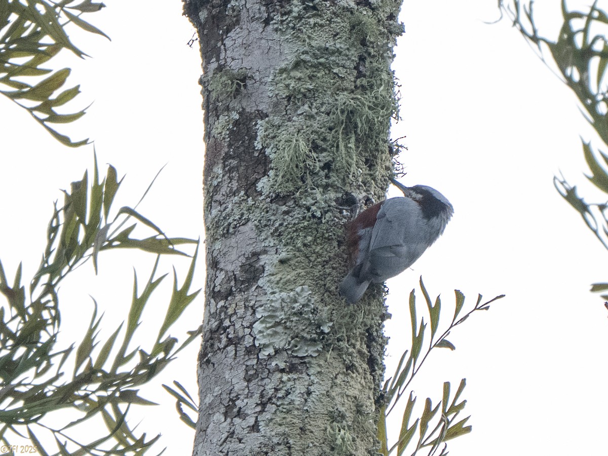 Indian Nuthatch - ML632783714