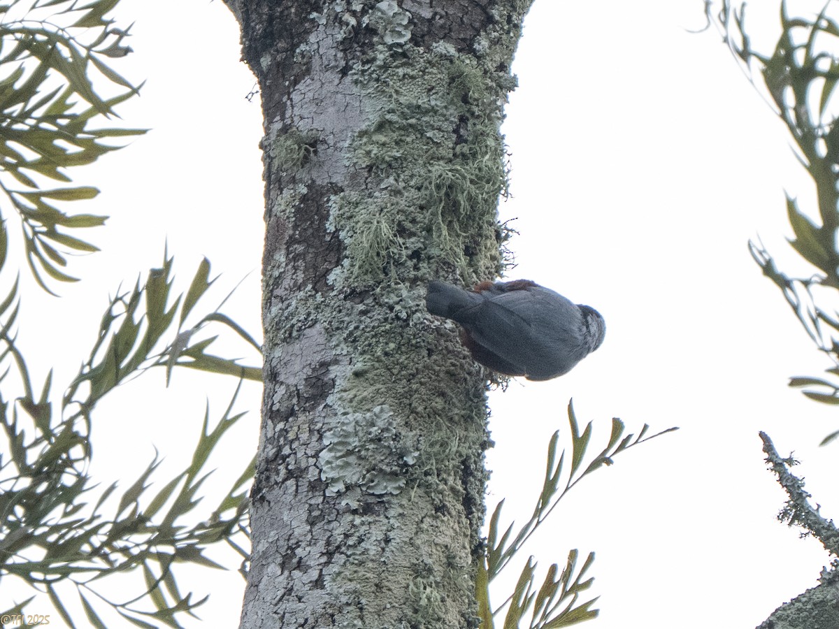 Indian Nuthatch - ML632783722
