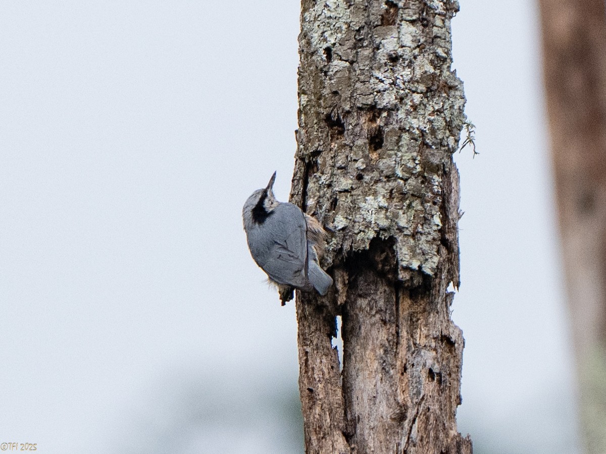 Indian Nuthatch - ML632783723