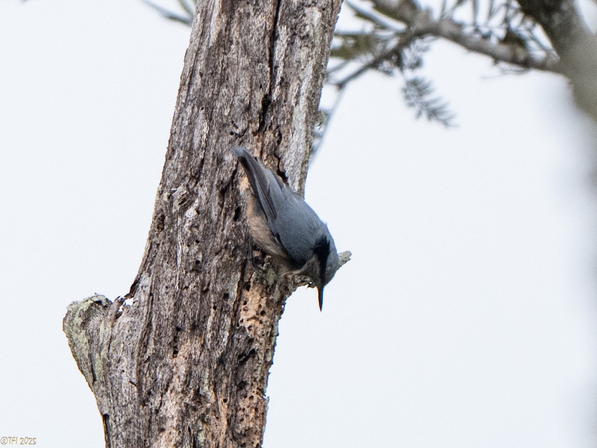 Indian Nuthatch - ML632783724