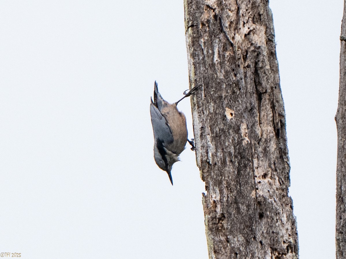 Indian Nuthatch - ML632783726