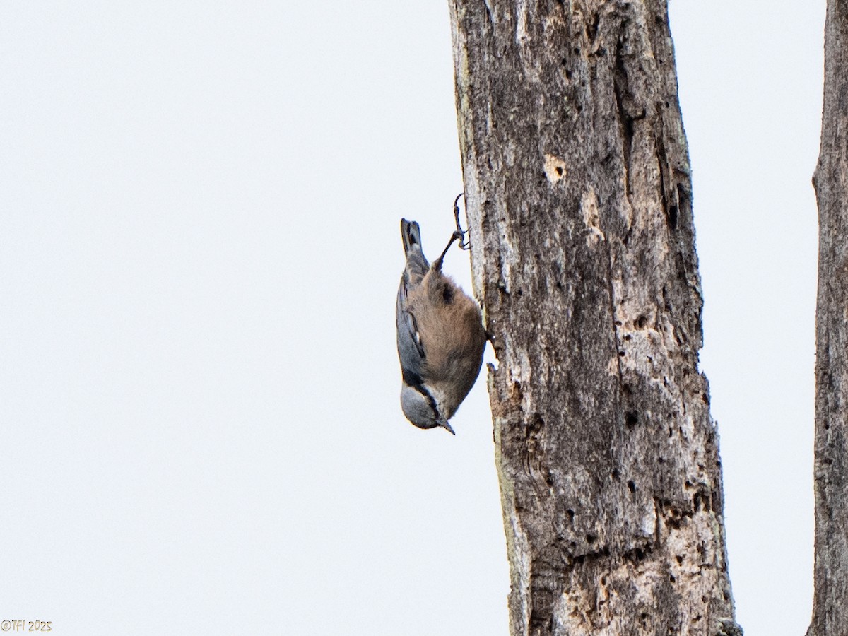 Indian Nuthatch - ML632783727