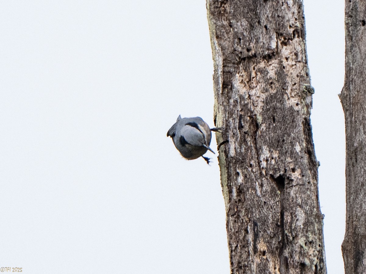 Indian Nuthatch - ML632783728