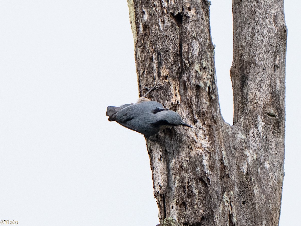 Indian Nuthatch - ML632783729