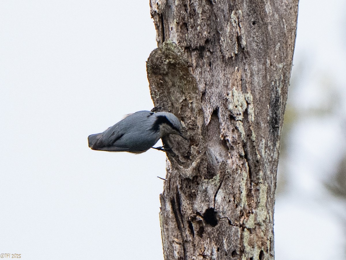 Indian Nuthatch - ML632783730