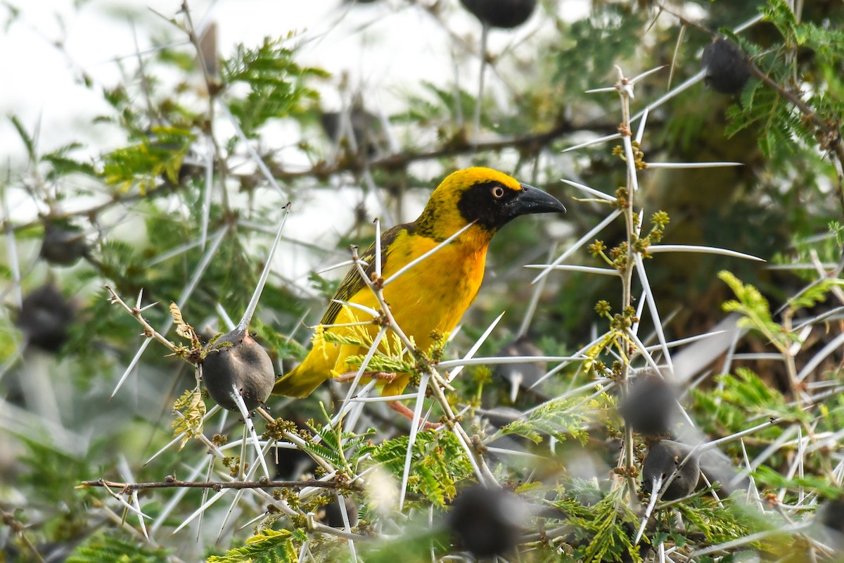 Fox's Weaver - ML632783813