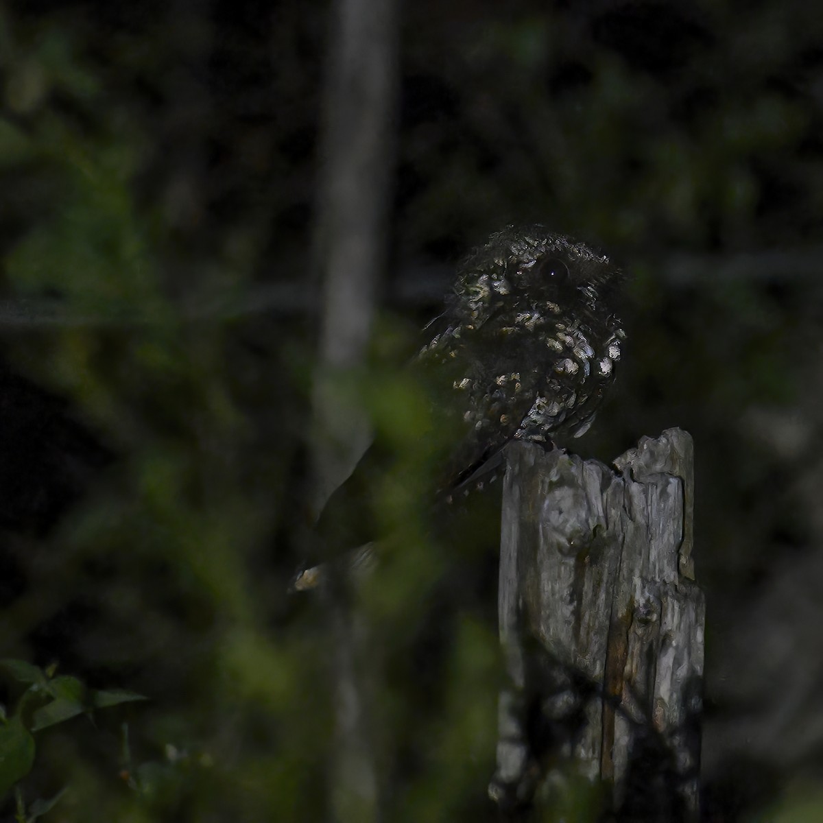 Cuban Nightjar - ML632783833