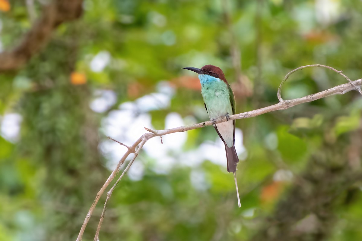 Blue-throated Bee-eater - ML632784128