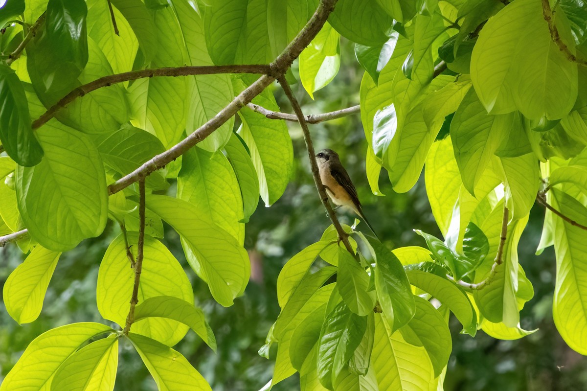 Brown Shrike - ML632784129