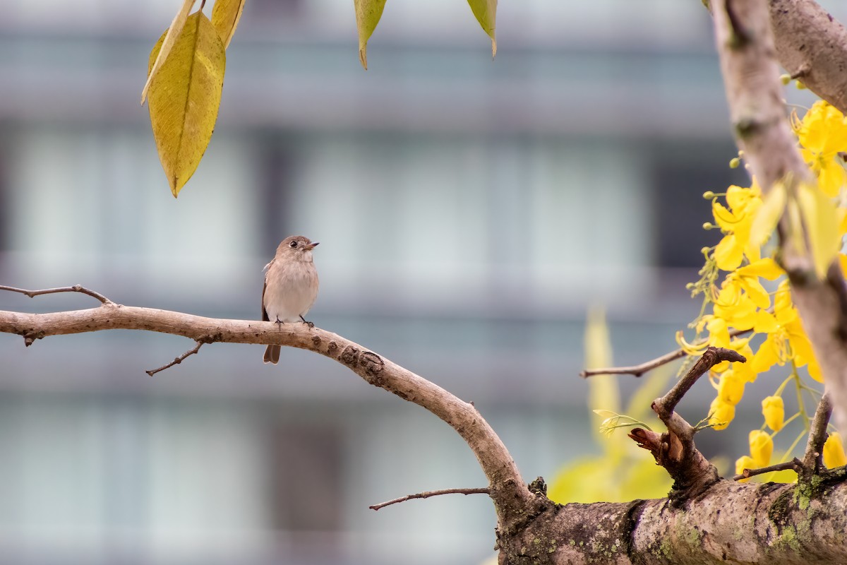 Asian Brown Flycatcher - ML632784139