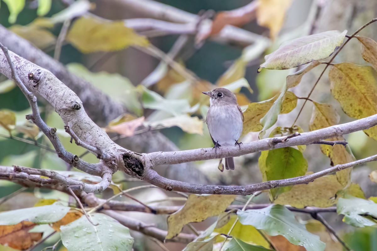 Asian Brown Flycatcher - ML632784140