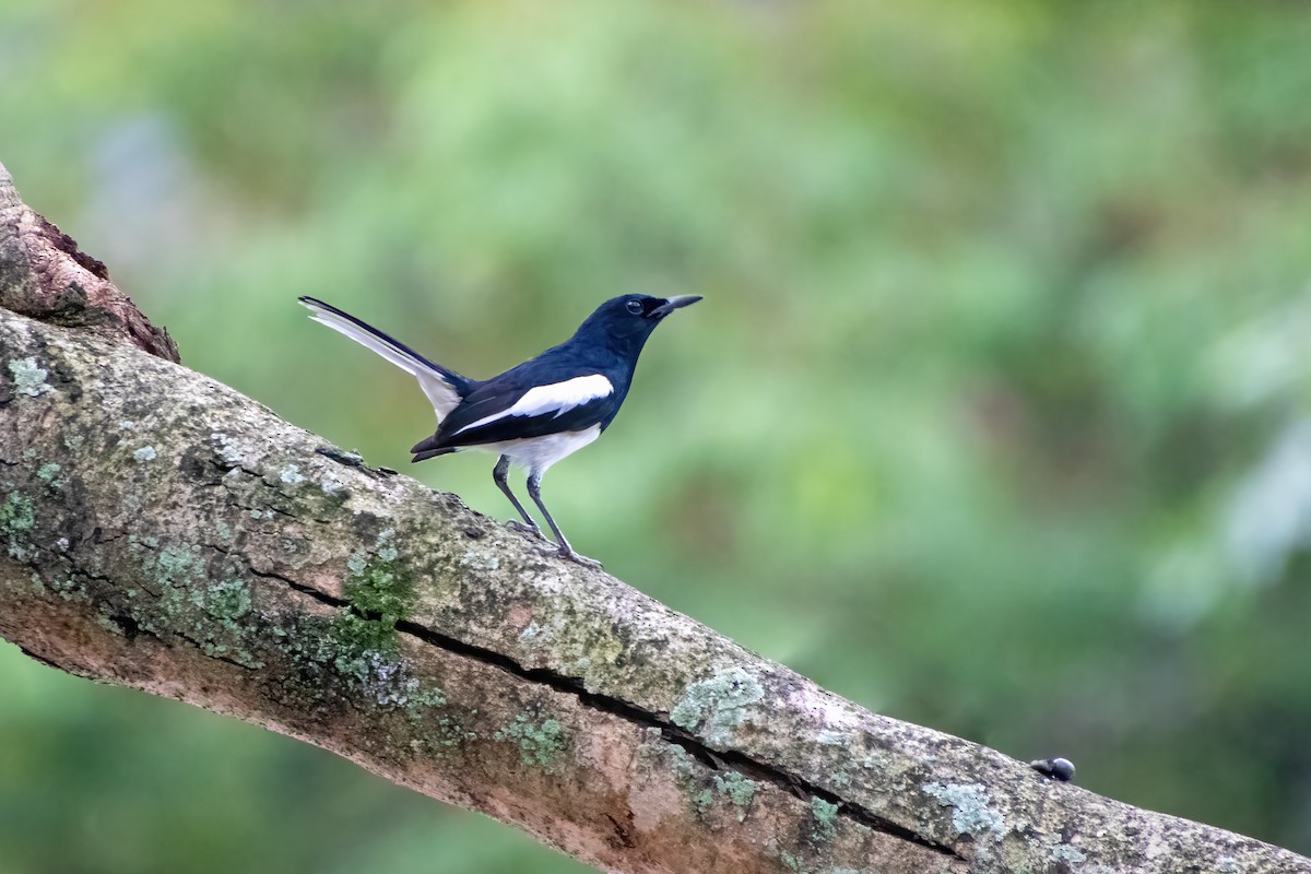 Oriental Magpie-Robin - ML632784148