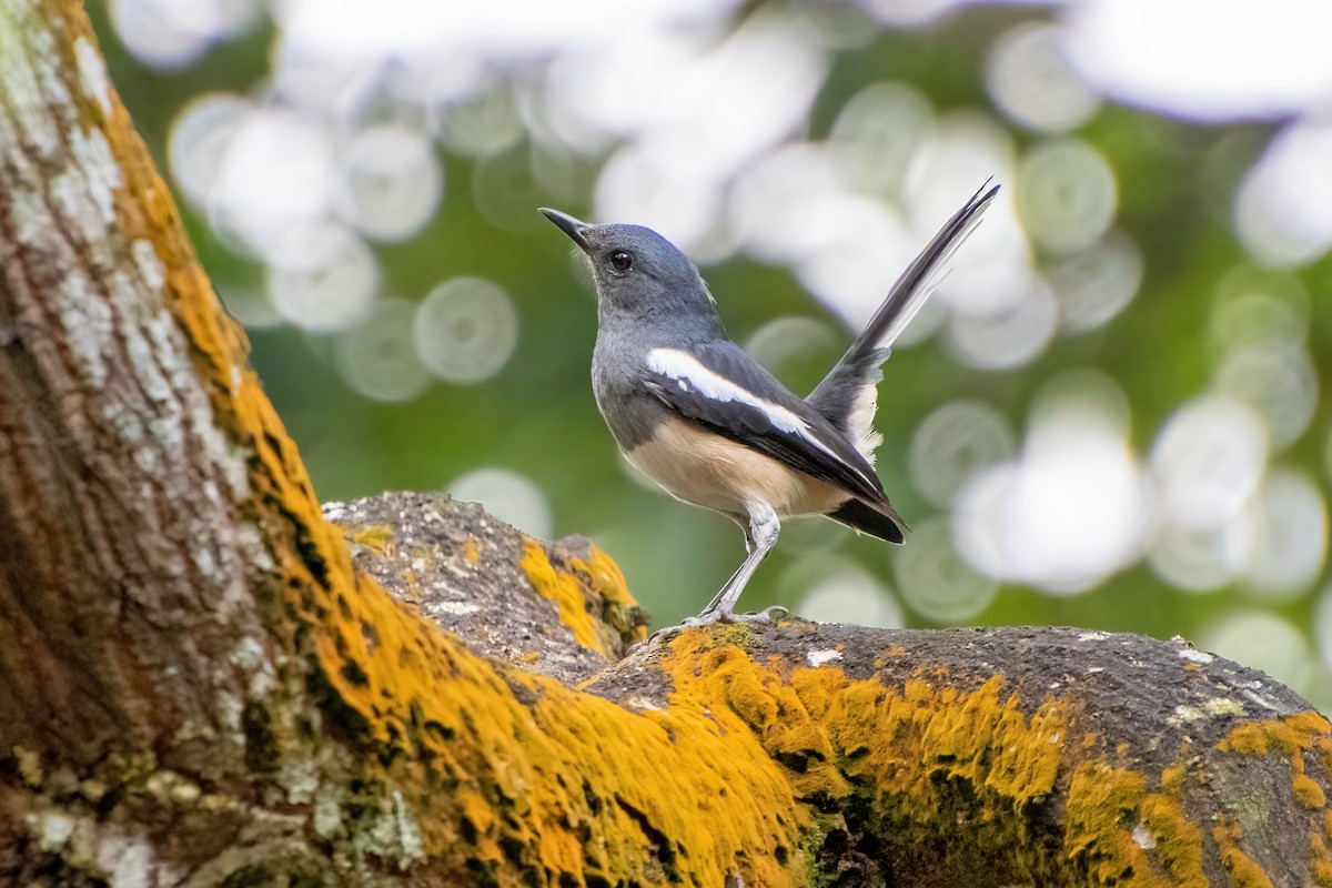 Oriental Magpie-Robin - ML632784170