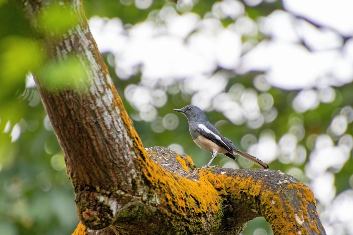 Oriental Magpie-Robin - ML632784171