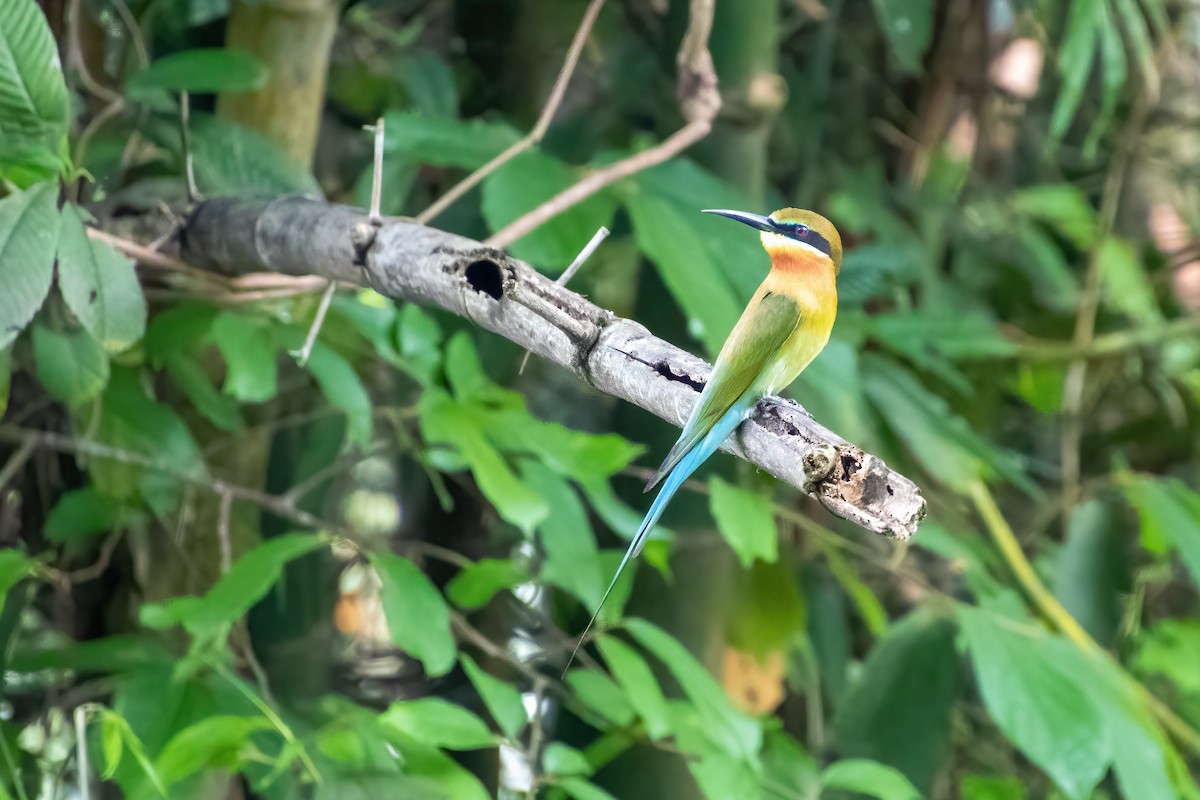 Blue-tailed Bee-eater - ML632784176